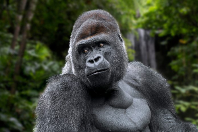 PPC agency in Manchester adopts 50 gorillas – PR News Blog
