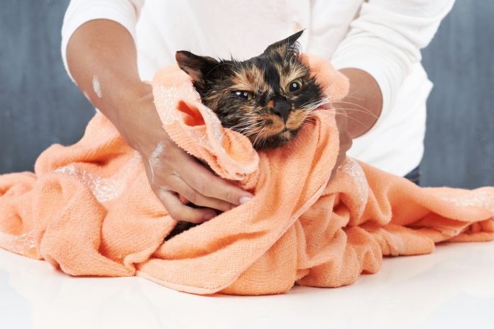 Pet-Care